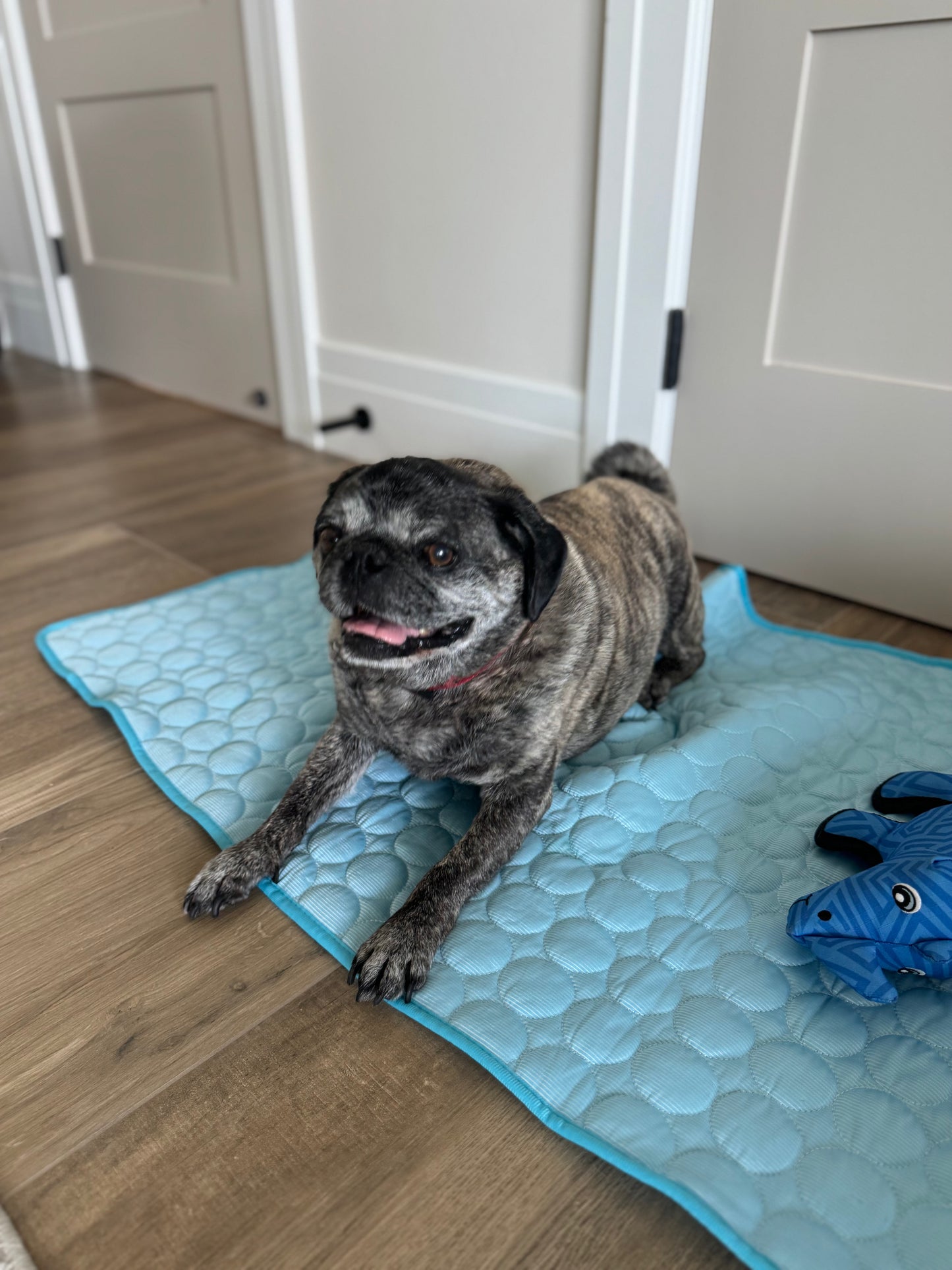 Dog Cooling Mat | Self-Cooling Gel Pad for Large & Small Dogs — No Water or Electricity Needed